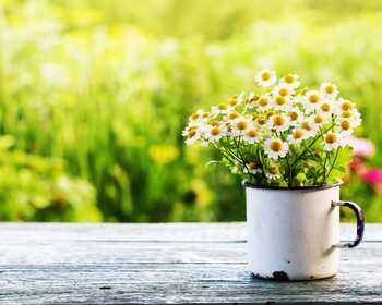 Springtime health: allergy tips