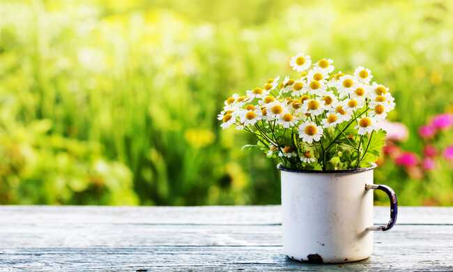 Springtime health: allergy tips