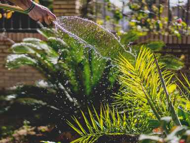 Summer garden survival guide Summer garden survival guide